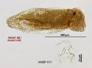  Image courtesy of ANSP (Jersabek et al. 2003) <a href='../../Reference/Index/15798' target='_blank'>[Ref.15798]</a>; female, lateral view, and trophi
